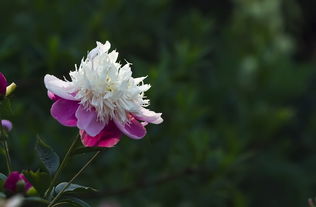 勺药的勺怎么组词