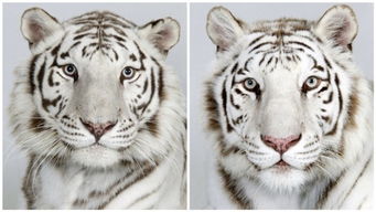 老虎的虎怎么写组词