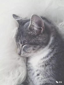 唱猫的唱怎么组词