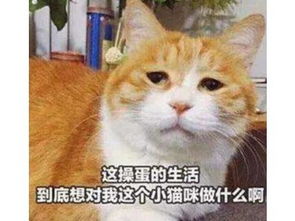 唱猫的唱怎么组词