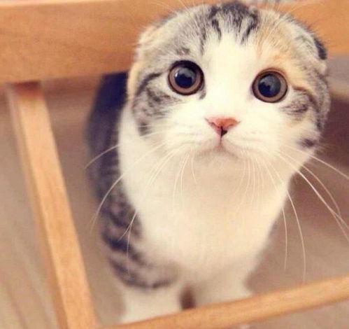 唱猫的唱怎么组词