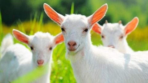 有羊的羊怎么组词