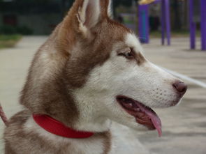 狗怎么写组词 狗怎么写组词