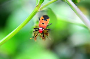 蜜蜂的蜜怎么组词