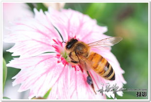 蜜蜂的蜜怎么组词