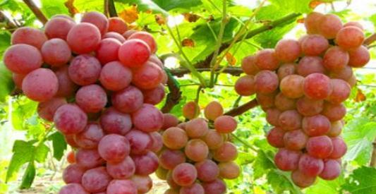 葡萄还怎么组词啊 葡萄还怎么组词啊