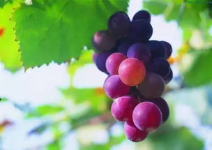 葡萄还怎么组词啊 葡萄还怎么组词啊