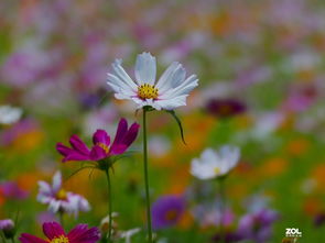 格桑的桑怎么组词