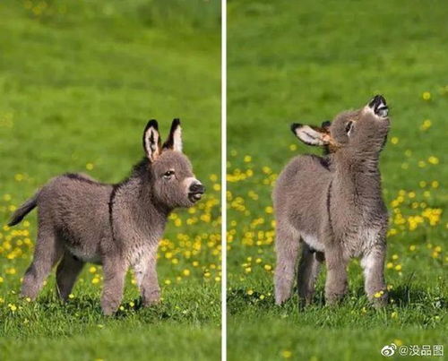 胖胖驴的胖怎么组词