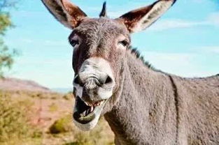 胖胖驴的胖怎么组词