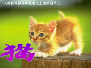 在吗的猫怎么组词