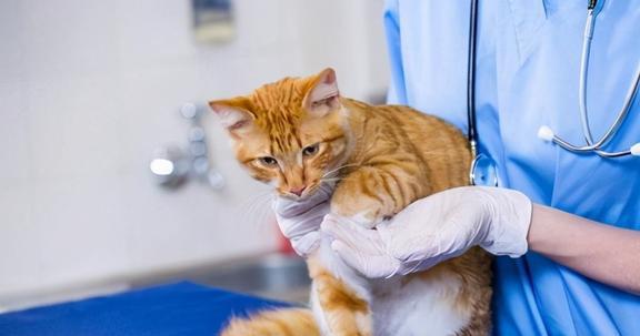 在吗的猫怎么组词