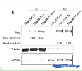 细胞细胞的胞怎么组词 细胞细胞的胞怎么组词