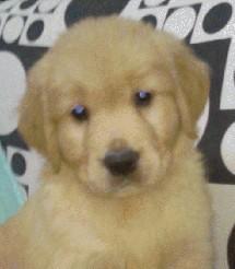 狗的家怎么组词啊