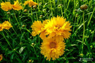 植物园转转怎么组词 植物园转转怎么组词
