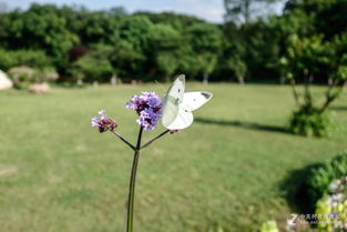 植物园转转怎么组词 植物园转转怎么组词