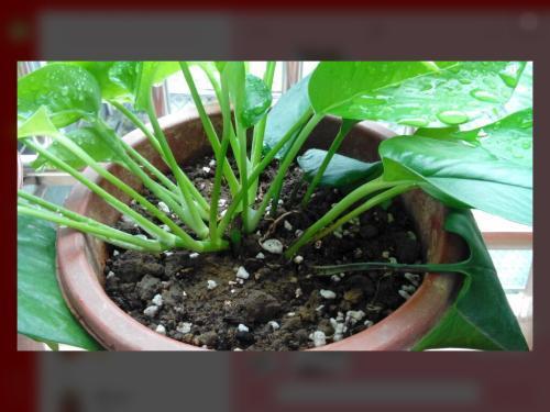 种花的土怎么组词