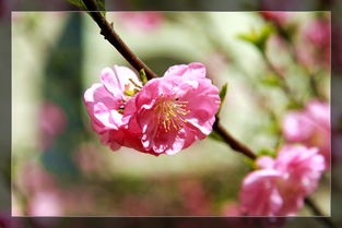 花朵的朵的朵怎么组词