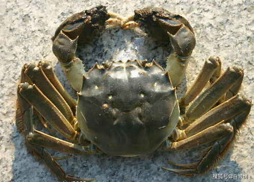 螃蟹的蟹要怎么组词
