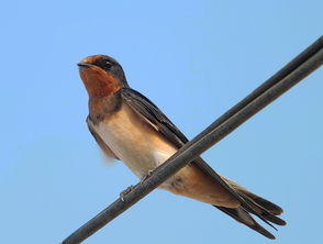 燕子的的燕怎么组词