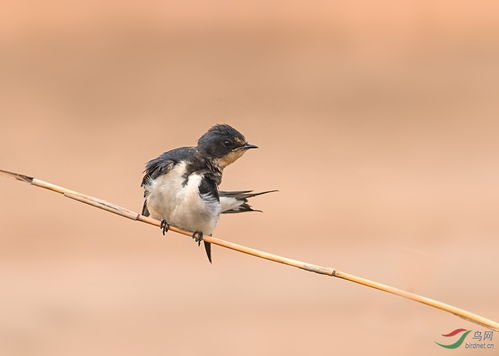 燕子的的燕怎么组词