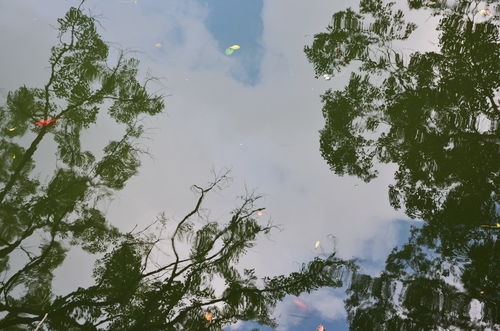 倒影的倒还能怎么组词 倒影的倒还能怎么组词