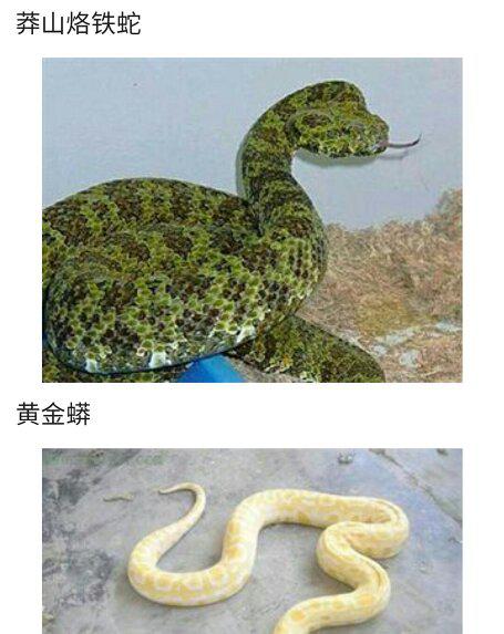 毒蛇的蛇字该怎么组词 毒蛇的蛇字该怎么组词