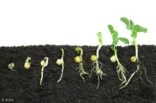 翼龙的农怎么组词 翼龙的农怎么组词