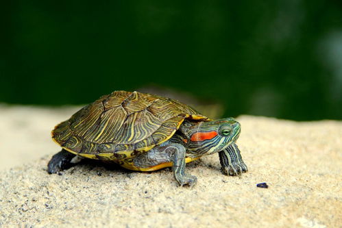 乌龟的龟龟怎么组词