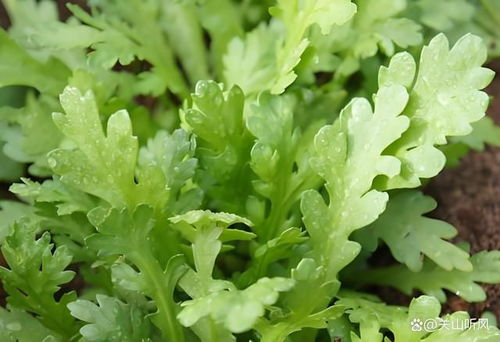 茼蒿茼蒿的怎么组词