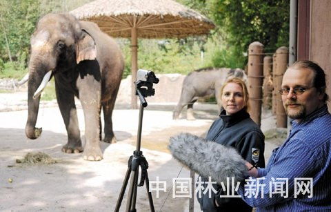 大象的声音怎么组词呀