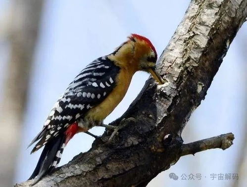 啄木鸟的啄组词