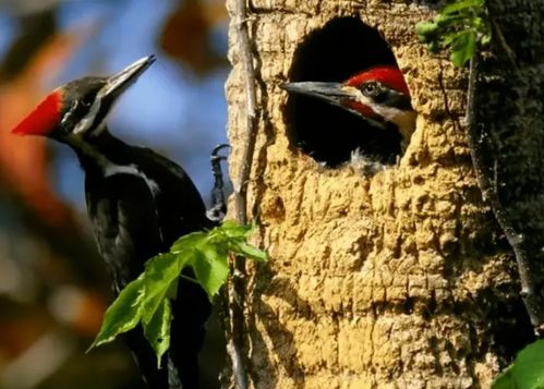 啄木鸟的啄组词