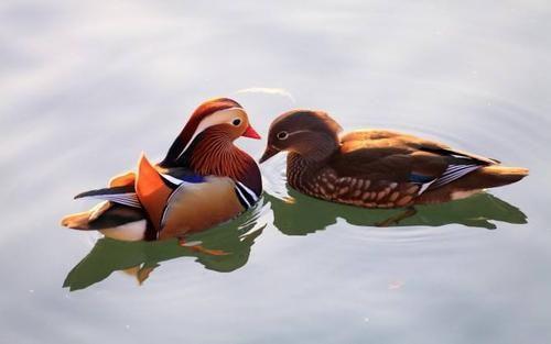 鸳鸯怎么组词鸳鸯的鸯