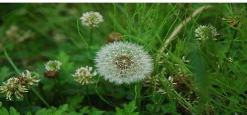 蒲公英的蒲的羽怎么组词