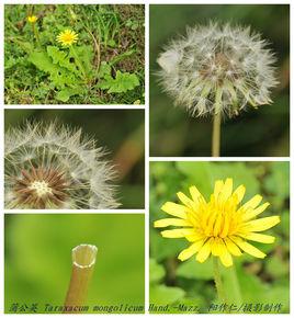 蒲公英的蒲的羽怎么组词