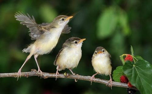 黄莺鸟怎么组词 黄莺鸟怎么组词