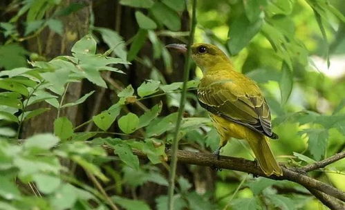 黄莺鸟怎么组词 黄莺鸟怎么组词