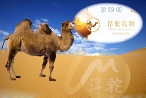 骆驼的驼怎么组词