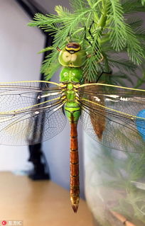 蜻蜓展翅的翅怎么组词
