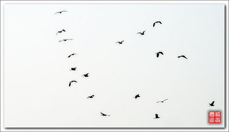 飞鸟的飞怎么写组词