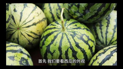 括怎么组词西瓜的瓜 括怎么组词西瓜的瓜