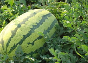 括怎么组词西瓜的瓜 括怎么组词西瓜的瓜