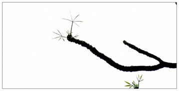 树梢的梢组词 树梢的梢组词