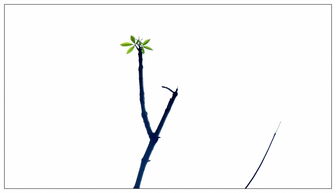 树梢的梢组词 树梢的梢组词