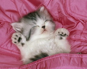 热闹的猫怎么组词造句