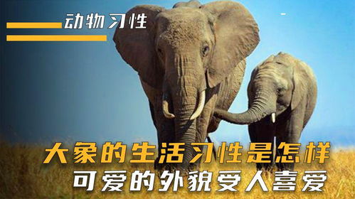 大象的象怎么组词 大象的象怎么组词