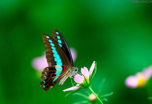 蝴蝶的蝶用组词怎么写 蝴蝶的蝶用组词怎么写