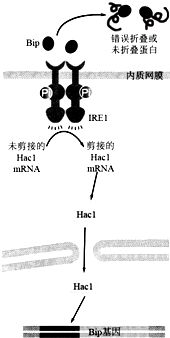 细胞的胞该怎么组词