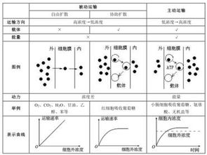 细胞的胞该怎么组词